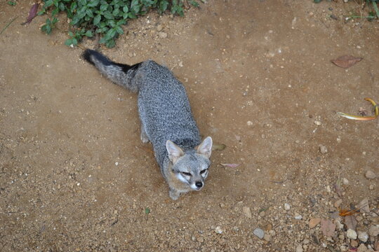 zorro silvestre
