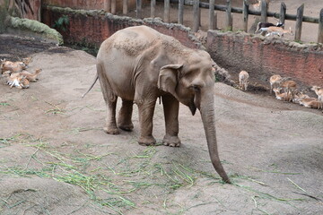 elefante en zoo 5 © Andrea