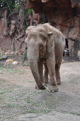 elefante en zoo 6 © Andrea