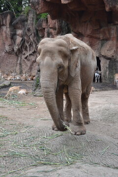 elefante en zoo 6