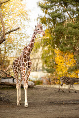 Naklejka premium Giraffe standing in a zoo habitat surrounded by trees and autumn foliage with zebras grazing in the background under clear skies