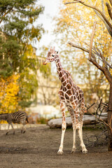 Naklejka premium Giraffe standing in a zoo habitat surrounded by trees and autumn foliage, with a zebra partially visible in the background on a sandy ground