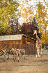 Naklejka premium Giraffe standing beside a group of zebras in a zoo enclosure with a wooden structure and autumn foliage in the background
