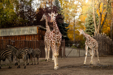 Naklejka premium Group of four giraffes standing in an enclosure with zebras grazing nearby, surrounded by trees and a wooden structure in the background