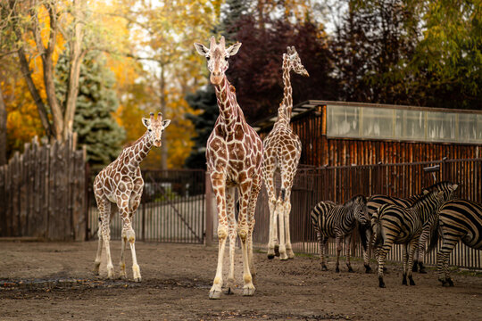 Group of four giraffes standing in an outdoor enclosure with zebras grazing nearby, surrounded by trees and wooden structures in a zoo setting