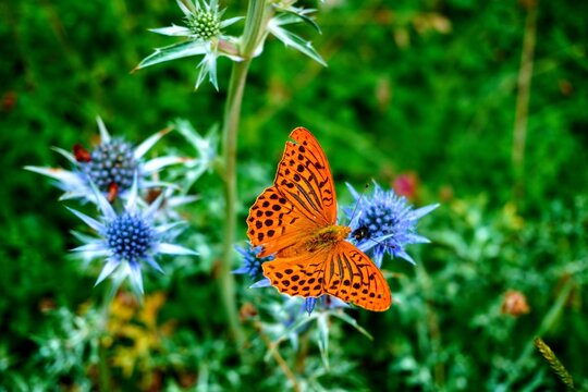 La mariposa naranja
