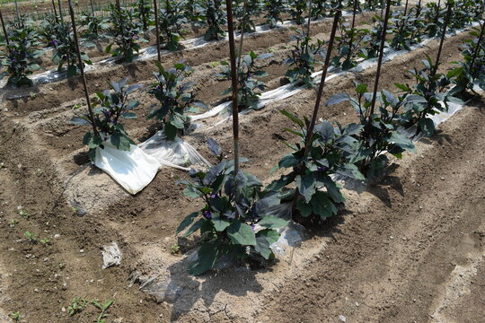 ナス畑 夏野菜