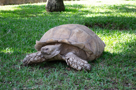 tortuga blanca