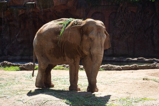 elefante sobre la roca