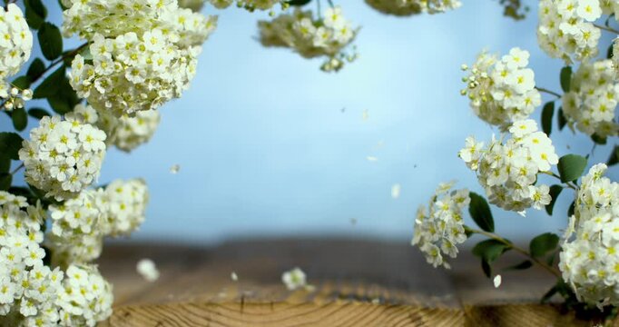 Super Slow Motion White Spirea Petals Drift Spring Slow Motion