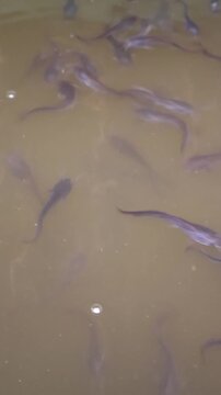 Close Up Portrait of Juvenile Catfish Swimming in Pond Water