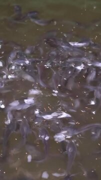 Close Up Portrait of Juvenile Catfish Feeding in Pond Water