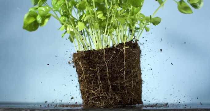 Super Slow Motion Highspeed Footage Of Soil Particles Rising Around Microgreen