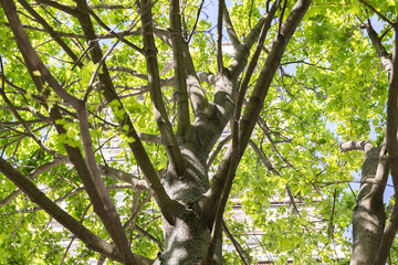 Fototapeta premium Tree branches and fresh green leaves in sunlight, natural pattern