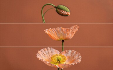 Obraz premium Three stages of a poppy flower bloom against warm terracotta