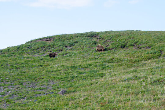 Two wild grizzly bears grazing on green hillside, natural habitat, bright sky in background, summer day, peaceful outdoor wildlife scene, remote wilderness location.