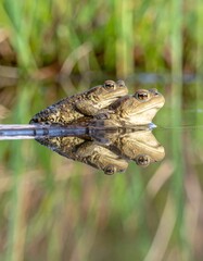 Obraz premium Two toads, one smaller atop a larger one, float on calm water, reflecting their forms below. Background is green, blurred grass and natural