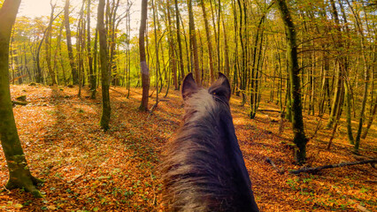 POV, LENS FLARE: Horseback ride along a sunlit forest trail, with the dark brown ears and mane in the foreground. Following a narrow path strewn with fallen autumn leaves and surrounded by tall trees. © helivideo