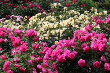 Fototapeta premium roses in May