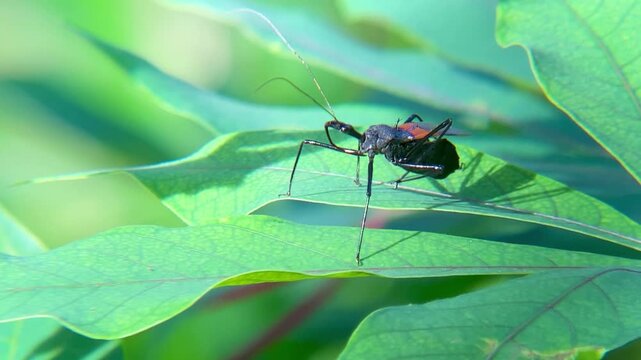 Macro Video of an Assassin Bug Resting and Grooming Itself on a Green Leaf Detail