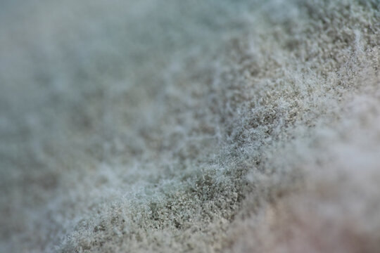 Penicillium species are the most frequent yogurt contaminants. They appear as blue green, white or gray fuzzy patches on yogurt surfaces. These molds produce enzymes that break down proteins and fats
