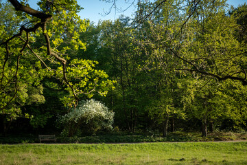 Fototapeta premium Quiet park path with a wooden bench under lush green trees in spring. Britzer Garten park in Berlin
