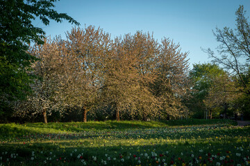 Obraz premium Several blossoming cherry trees standing in a row on a hill covered with a colorful carpet of spring flowers against a clear blue sky.