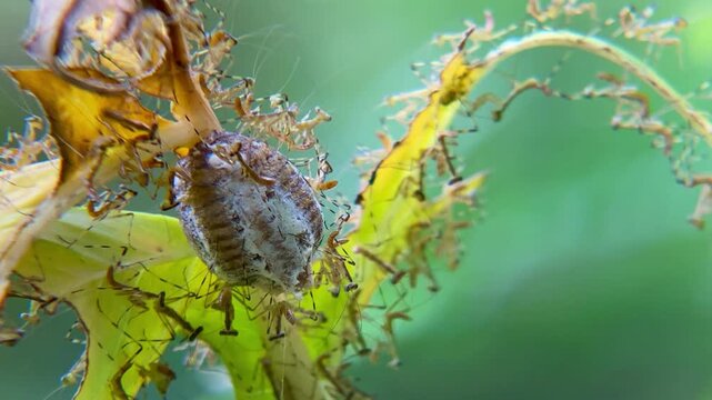 Macro video of baby praying mantis nymphs emerging and crawling from an ootheca egg case outdoors