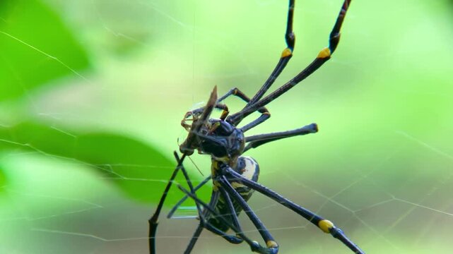 Macro Video of Giant Golden Orb Weaver Spider Nephila pilipes Biting and Wrapping Prey With Silk in Tropical Forest