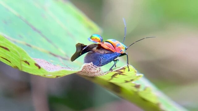 Nymph Jewel Bug Molting and Breaking Out of Exoskeleton on its Back to Develop Wings into Adulthood