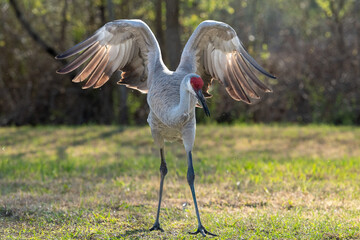 Fototapeta premium A large mature red heron egret standing in a green grassy field with its wings spread open. The tall grey blue bird has a red shaggy feathered body and long grey legs. 