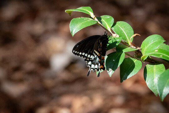 A spicebush swallowtail, Papilio troilus, butterfly perched on a branch of lush green leaves. The male has a green-blue splotch in the shape of a half moon on the hindwings and the forewings.