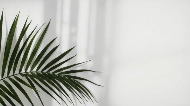 Tropical palm leaf casting soft shadow on white wall minimalist botanical calm decor still life