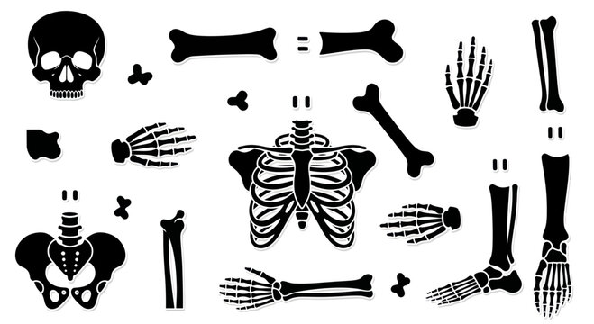Skeleton Anatomy Parts Black Silhouette Icons on White Background
