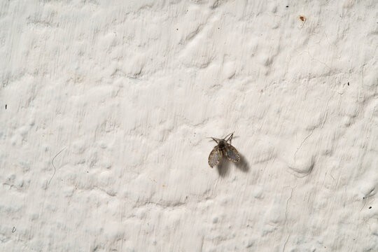 Drain Fly Moth Fly on White Textured Wall Wide Shot Negative Space Indoor Pest