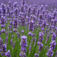 Fototapeta premium Closeup of vibrant lavender field in full bloom capturing natural beauty.
