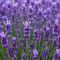 Obraz premium Closeup of vibrant lavender flowers in full bloom capturing natural beauty 1.