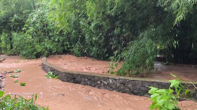 A turbulent, brown flood overflowing a stone embankment amidst dense green bamboo trees during daytime