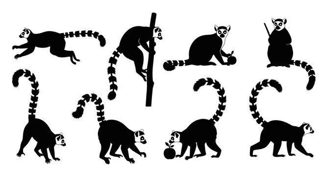 Ring-tailed Lemur Silhouettes Collection: Diverse Poses and Actions