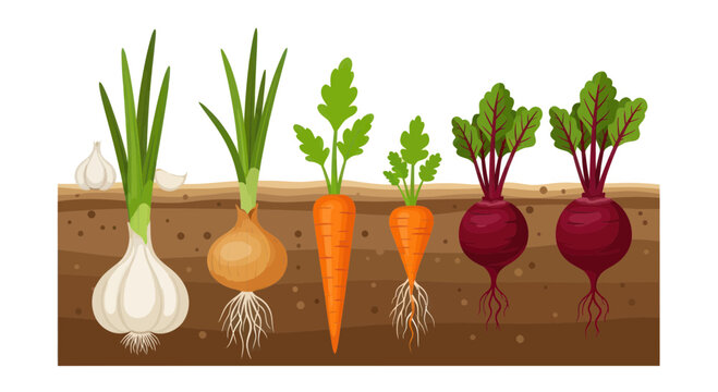 Root vegetables and alliums growing in soil cross-section: garlic, onion, carrots, beets