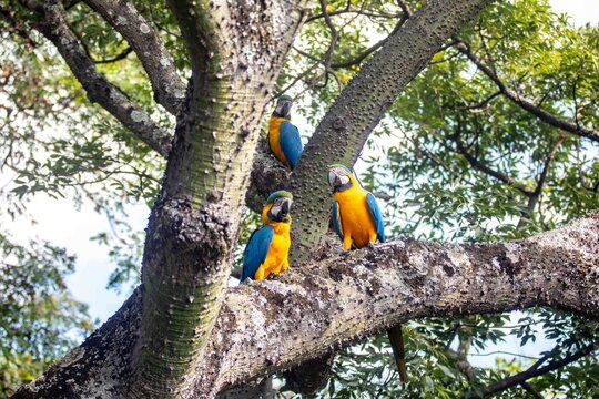 Three blue and yellow macaws Ara ararauna perched on a tropical tliaree with a thorny trunk, showing their iconic vibrant plumage. 
