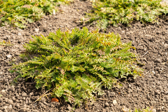 Dropwort or Filipendula Vulgaris Plena plant in Saint Gallen in Switzerland 4.4.2026