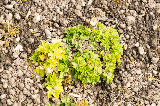 Greater musk mallow or Malva Alcea plant in Saint Gallen in Switzerland 4.4.2026