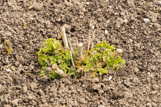 Greater musk mallow or Malva Alcea plant in Saint Gallen in Switzerland 4.4.2026