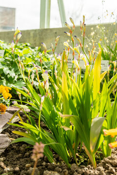 Sparaxis Villosa plant in Saint Gallen in Switzerland 4.4.2026