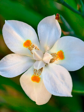FLOR BLANCA