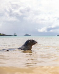 Fototapeta premium Small young Galapagos sea lion having fun splashing around on the beach on coast of Santa Fe Island