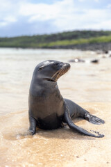 Fototapeta premium Small young Galapagos sea lion having fun splashing around on the beach on coast of Santa Fe Island