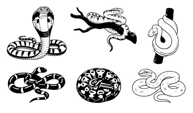 Detailed cartoon snake collection vector with cobra viper python and kingsnake isolated on white background