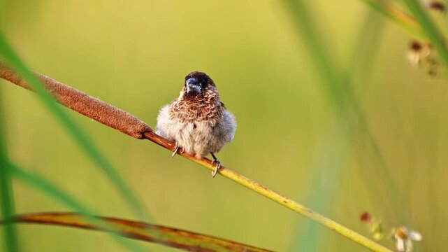 Close up of a cute fluffy small brown finch bird perching on a cattail reed stem under warm sunlight with a blurred green background.